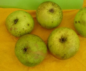 Landsberger Renette